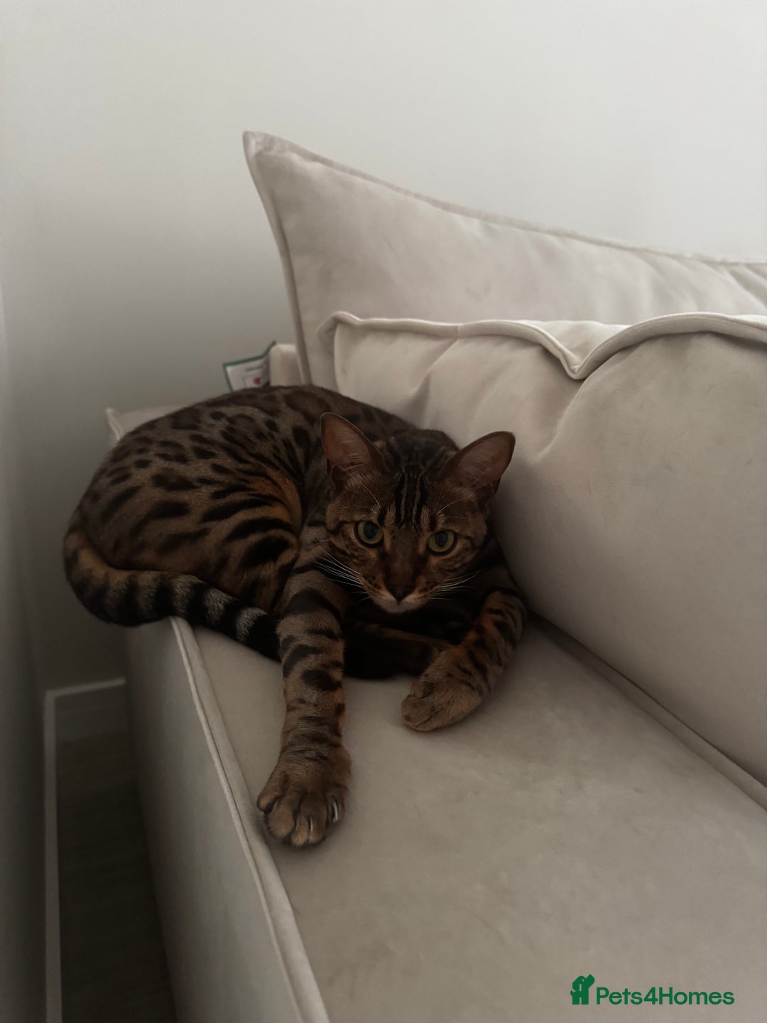Bengal cats for sale: Bengal, Girl, 1yr old - Image 4