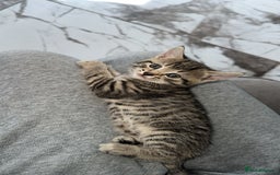 Domestic Shorthair cats for sale: Adorable tabby/bengal kittens to a good home - Image 24