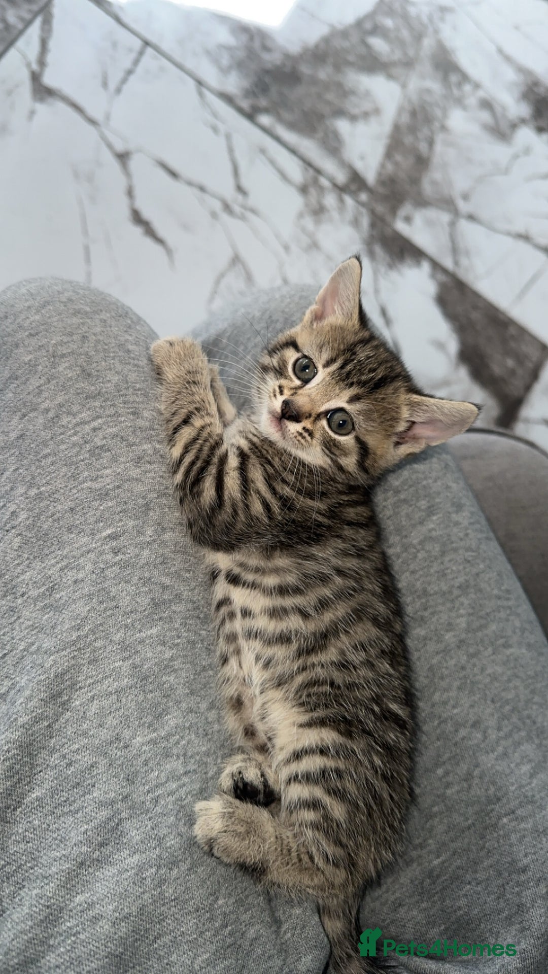 Domestic Shorthair cats for sale: Adorable tabby/bengal kittens to a good home - Image 24