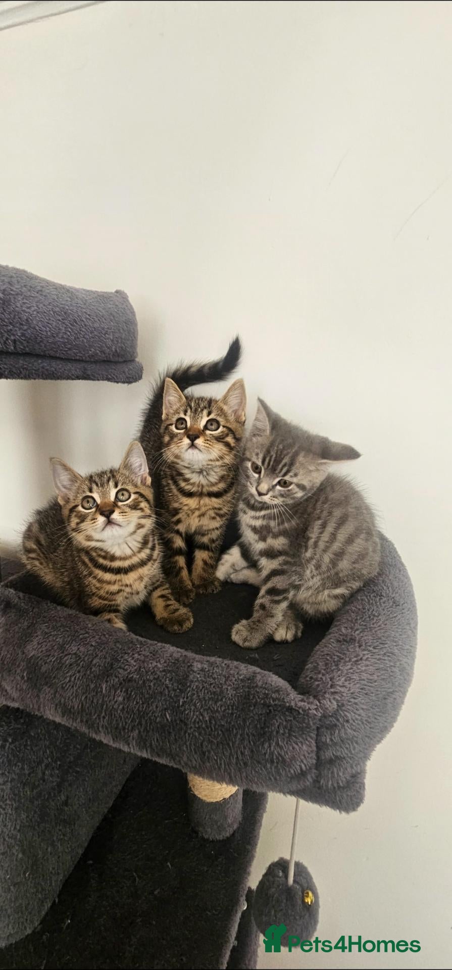 Mixed Breed cats 3 boys dorm sale - Advert 8
