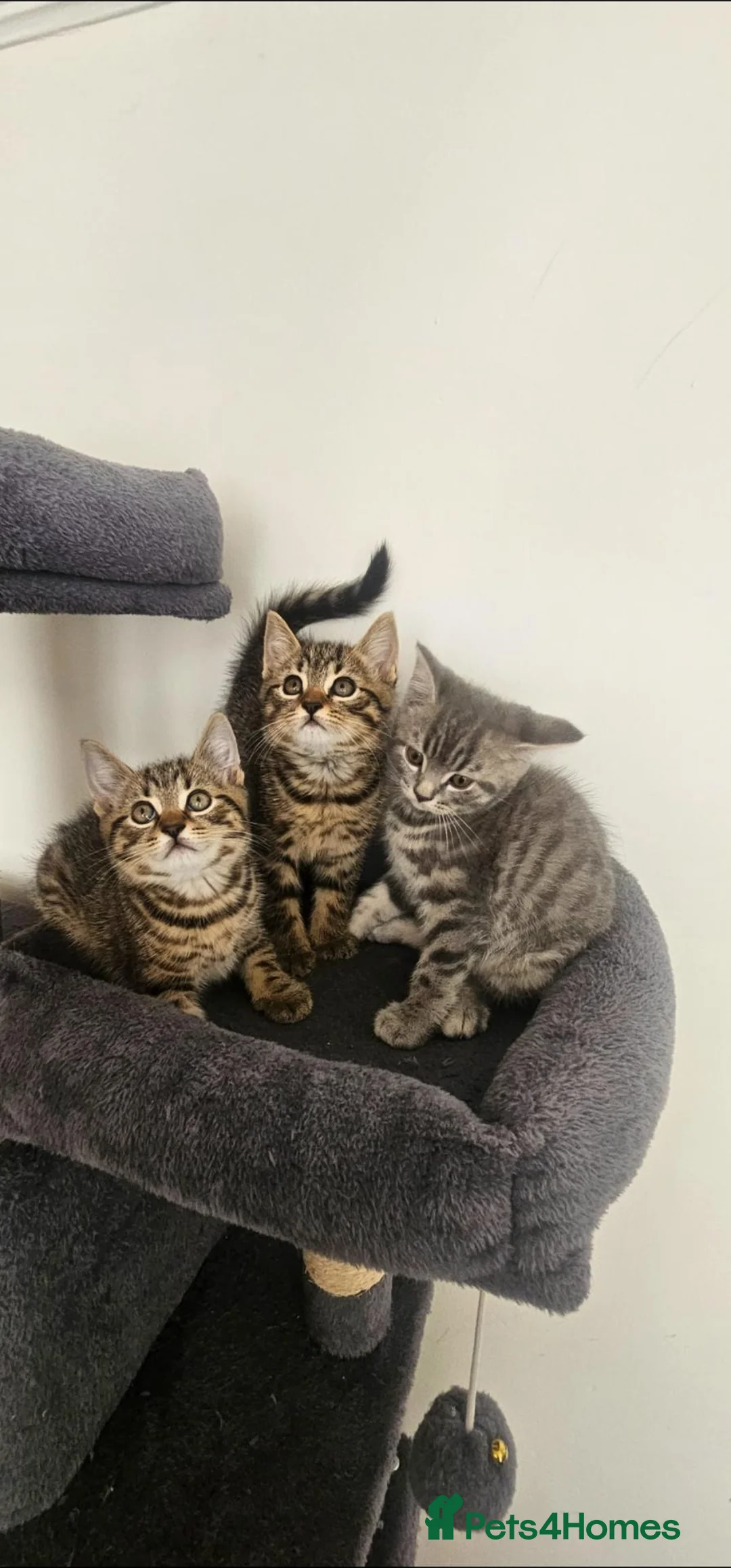 Mixed Breed cats for sale: 3 boys dorm sale in Penzance - Advert 1
