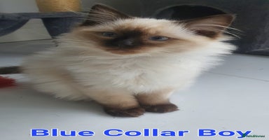 Ragdoll cats - Advert 1