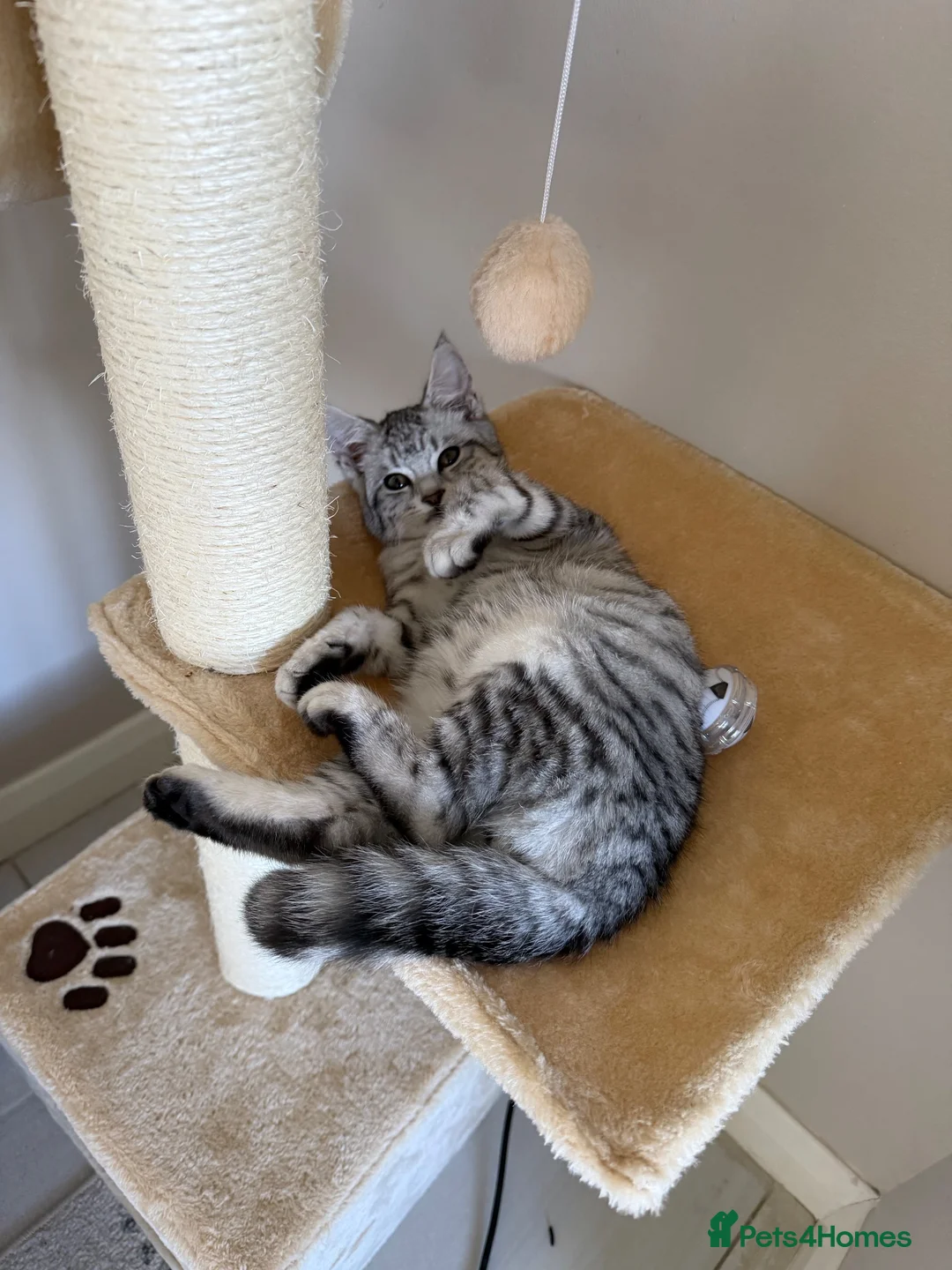 Maine Coon cats for stud: Pablo – Beautiful 1-Year-Old Maine Coon🩶 in Leicester - Advert 2
