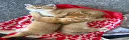 British Shorthair cats for sale: 🐾 Beautiful British Shorthair Golden Kittens 🐾 - Advert 18