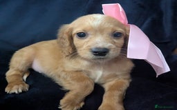 Cockapoo dogs for sale: Cockapoo puppies  - Image 10
