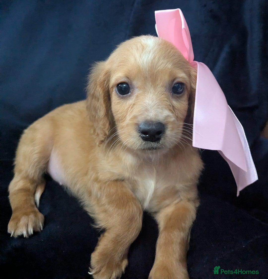Cockapoo dogs for sale: Cockapoo puppies  - Image 10
