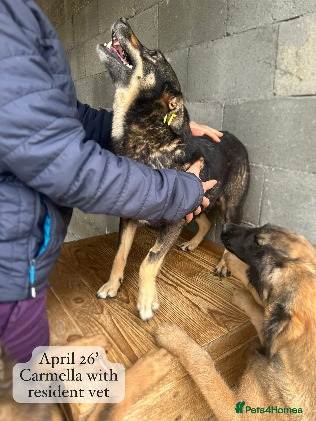 Mixed Breed dogs for adoption: Carmella, 8 yrs approx. Available for adoption. - Advert 6
