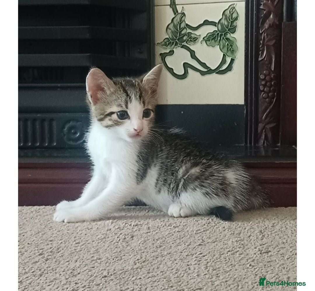 Mixed Breed cats Kittens for sale - Advert 6