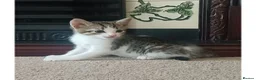 Mixed Breed cats for sale: Kittens for sale - Advert 1