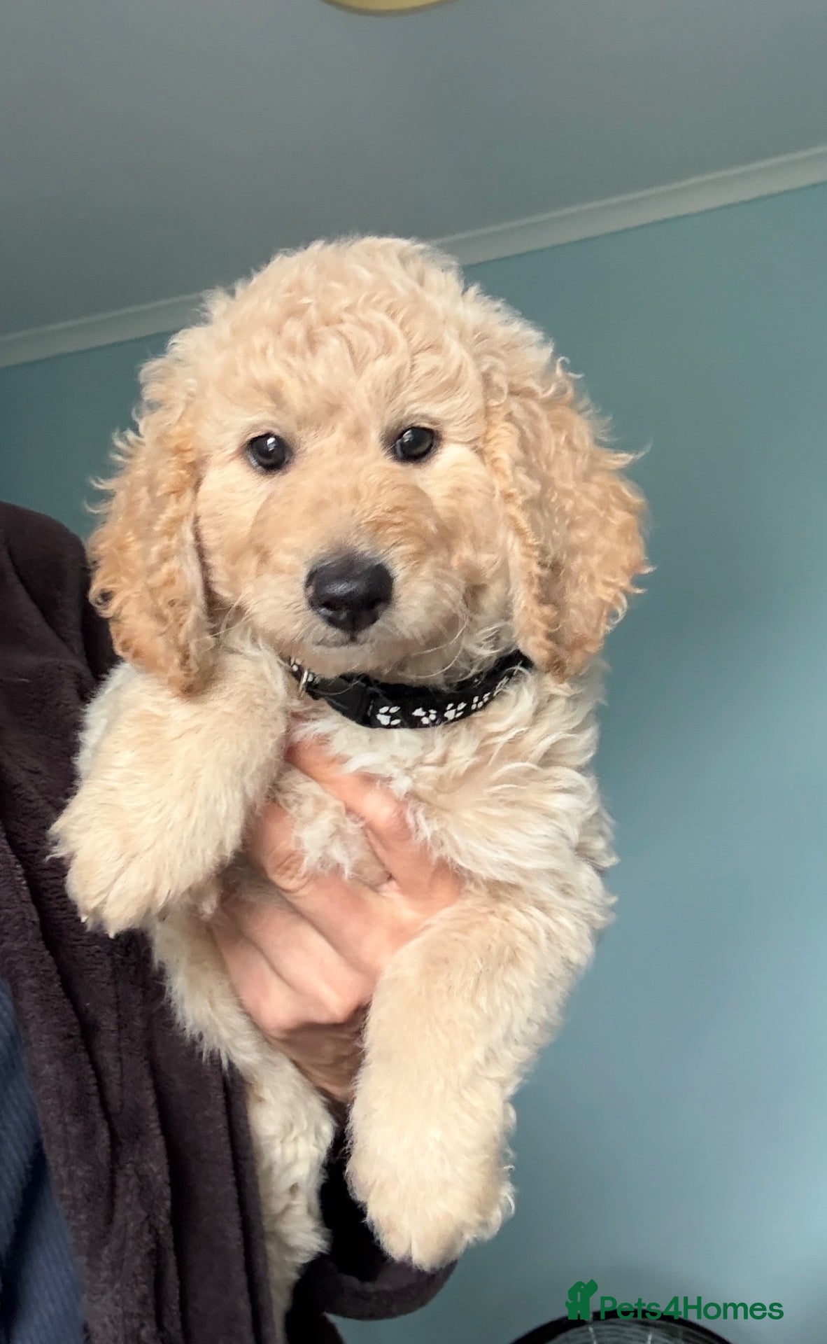 Mini Goldendoodle dogs LAST 2 GOLDENDOODLE PUPPIES - Advert 1