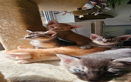 Abyssinian cats for sale: Abyssinian and Bengal x kittens 😻 - Image 31