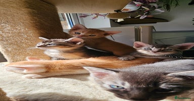Abyssinian cats - Advert 4