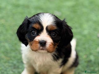 Cavalier King Charles Spaniel dogs Kc & health tested ckcs puppies - Advert 3
