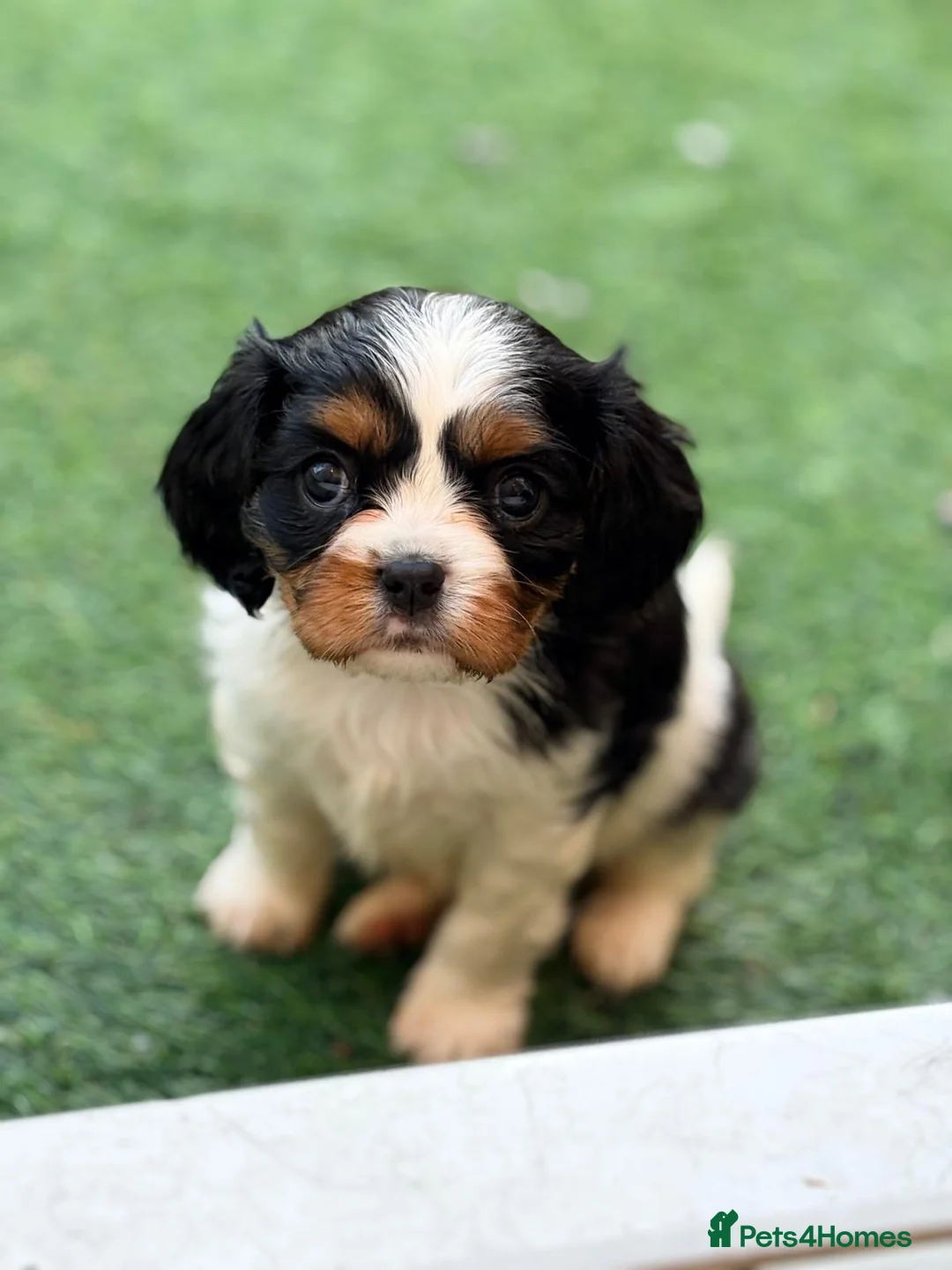 Cavalier King Charles Spaniel dogs for sale: 1 tri girl left - kc & health tested parents ❤️ - Advert 3