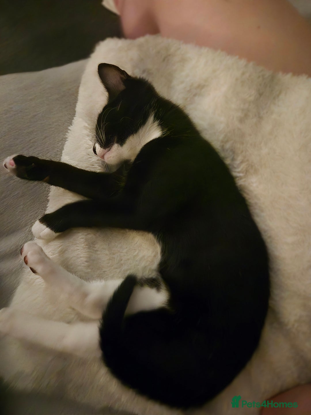 Mixed Breed cats for sale: A male kitten and a 11 month old female cat  - Image 3