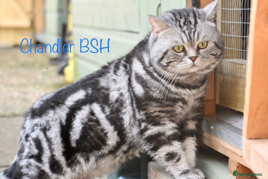 British Shorthair cats for sale: Gorgeous British Shorthair Babies.  - Image 13