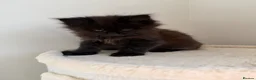 Maine Coon cats for sale: Pedigree TICA Champion Russian import line MCO - Advert 28