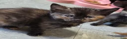 Domestic Shorthair cats for sale: 5 Beautiful female kittens for sale  - Advert 13