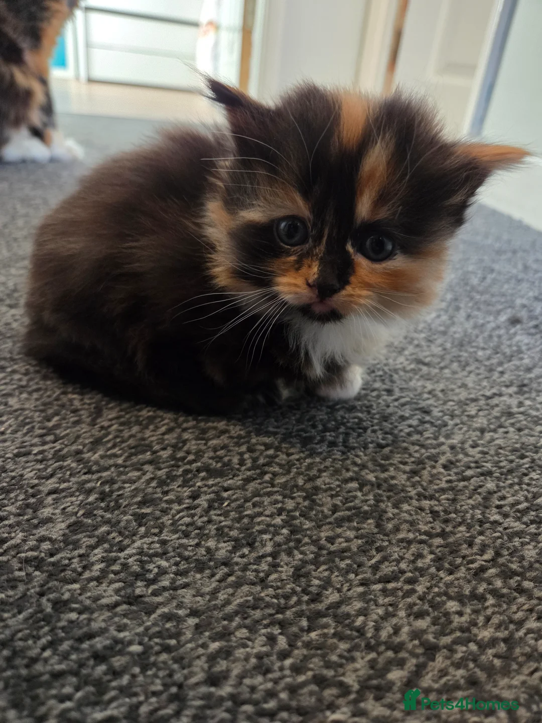 Mixed Breed cats for sale: 3 kittens mixed breed  in Lincoln - Advert 2