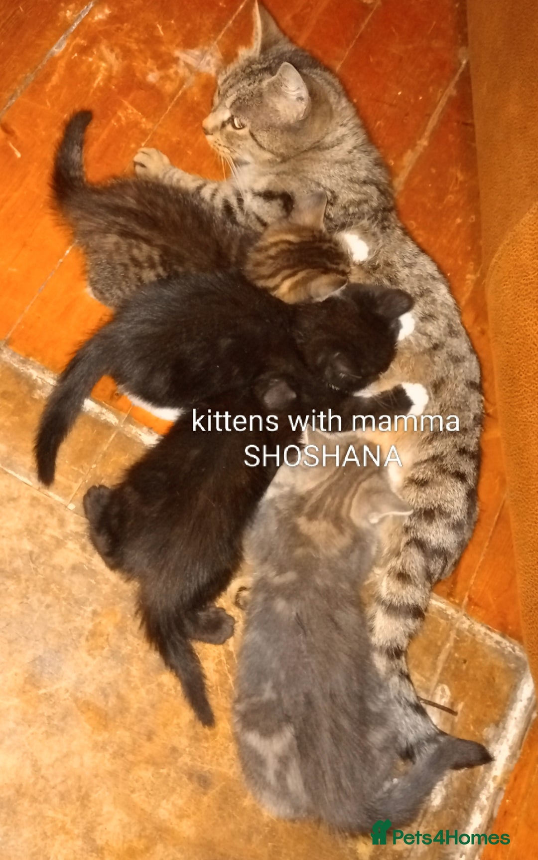 Bengal cats for sale: BENGAL x BRITISH SHORT HAIR  - Image 6