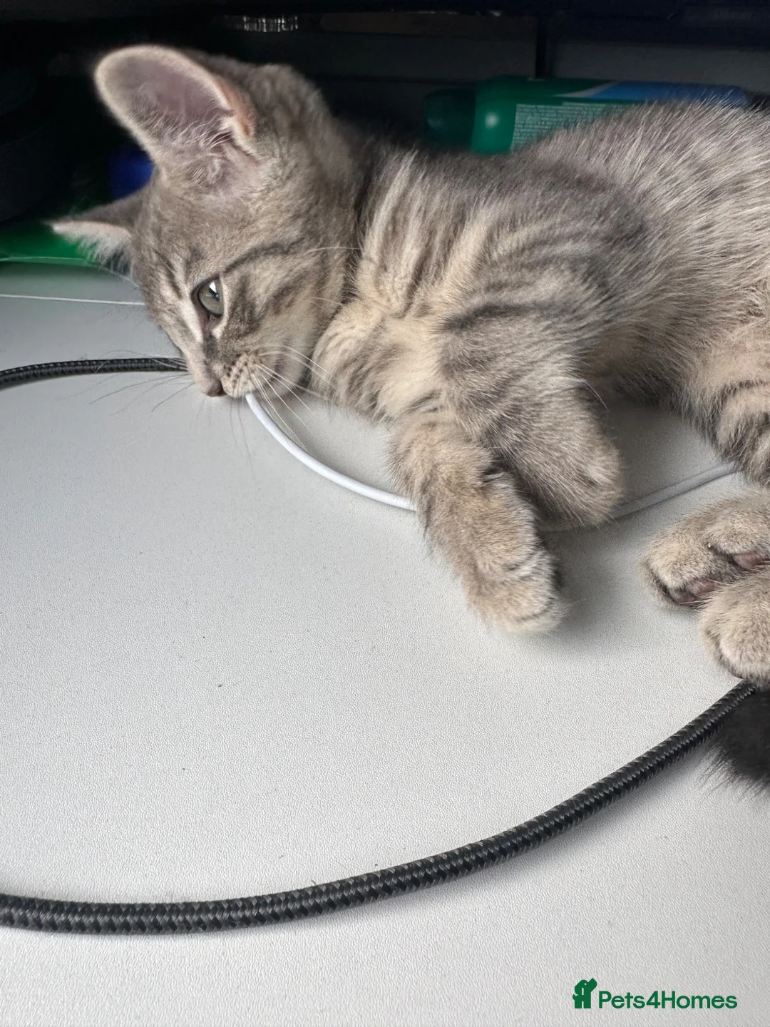 Domestic Shorthair cats for sale: 2 beautiful kittens looking for a loving home 🫶. - Advert 5
