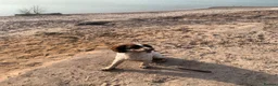 English Springer Spaniel dogs for sale: Pike, Springer Spaniel - Advert 10