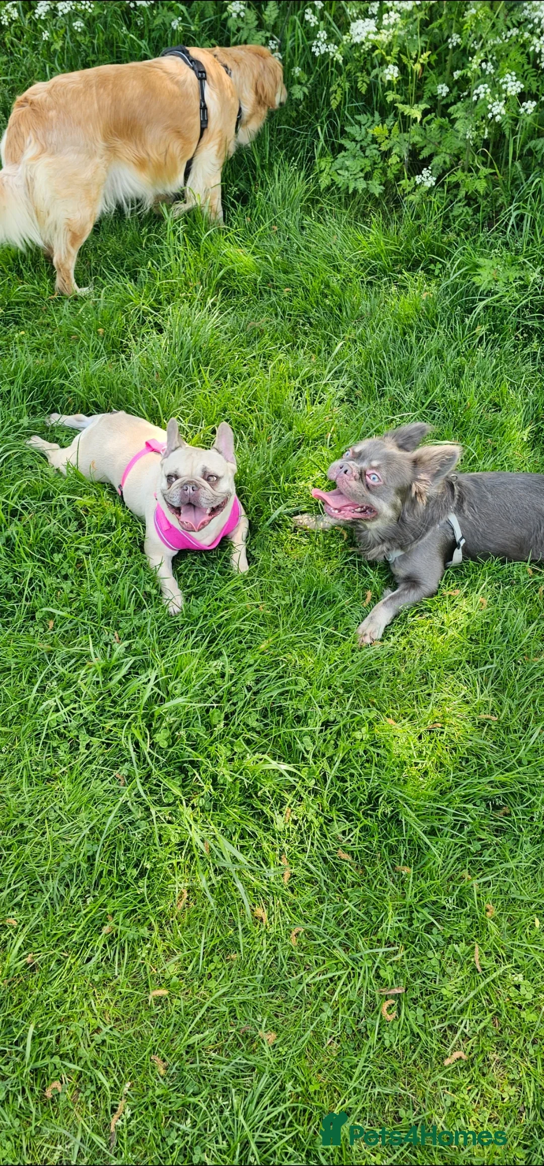 French Bulldog dogs for sale: Fluffy male Frenchie looking for his forever home  - Image 5