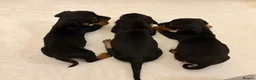 Miniature Dachshund dogs for sale: Dachshund Puppys 8 available  - Advert 30