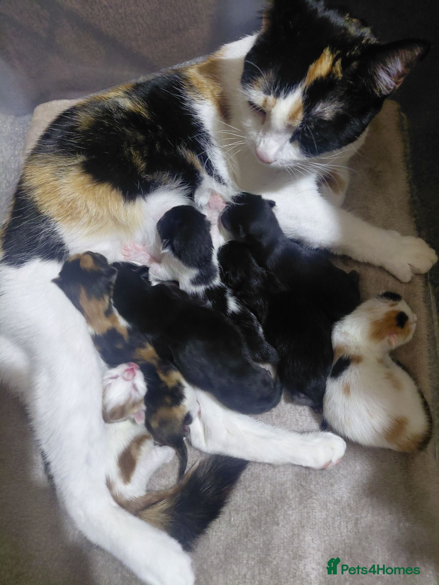 Mixed Breed cats 6 beautiful kittens for sale - Advert 2