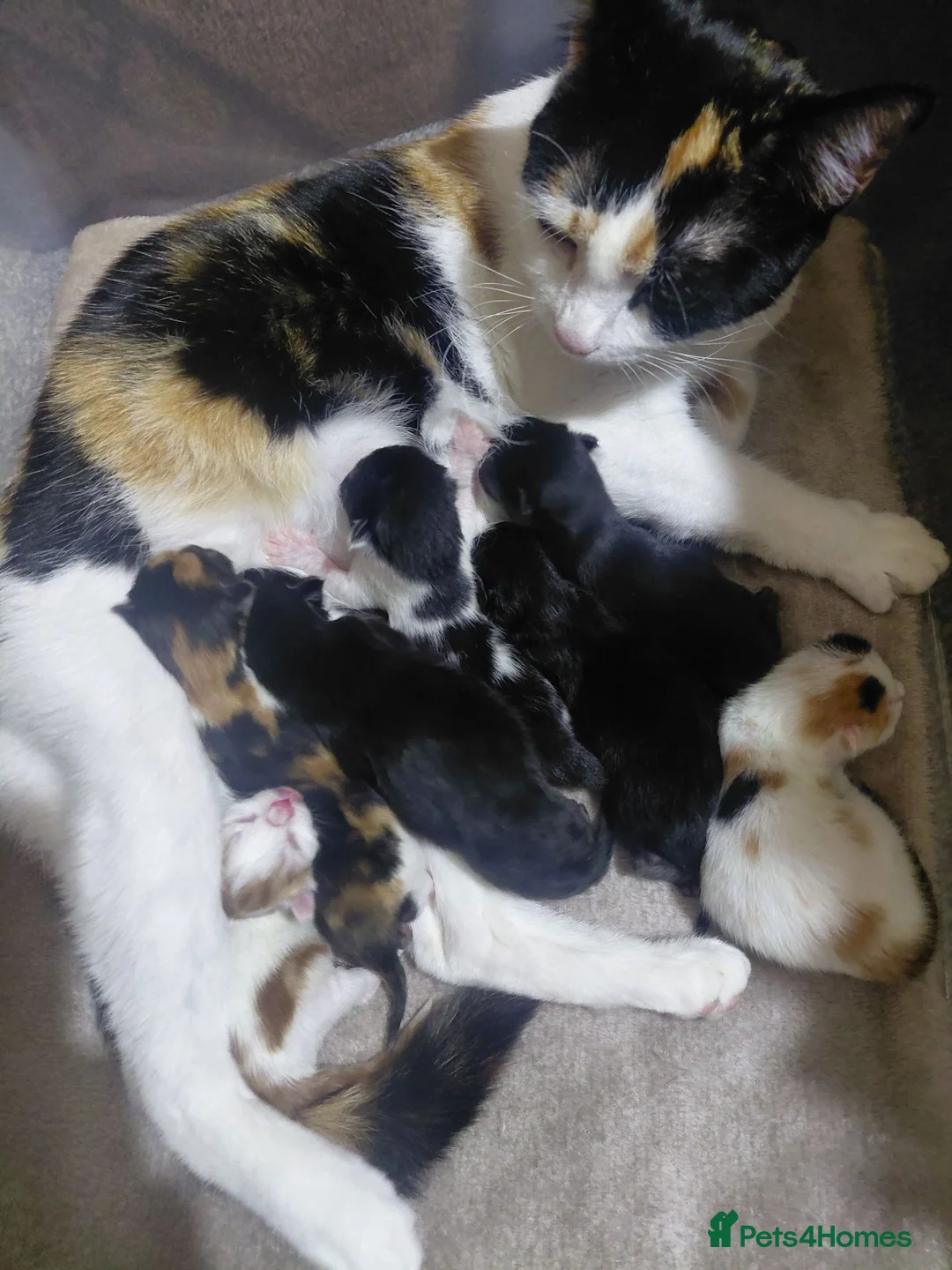 Mixed Breed cats for sale: 6 beautiful kittens for sale - Advert 1