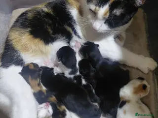Mixed Breed cats 6 beautiful kittens for sale - Advert 11
