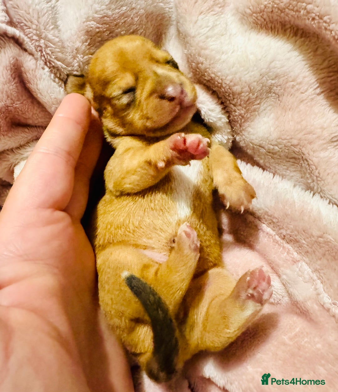 Mixed Breed dogs for sale: Beautiful Dachshunds for sale  - Image 6