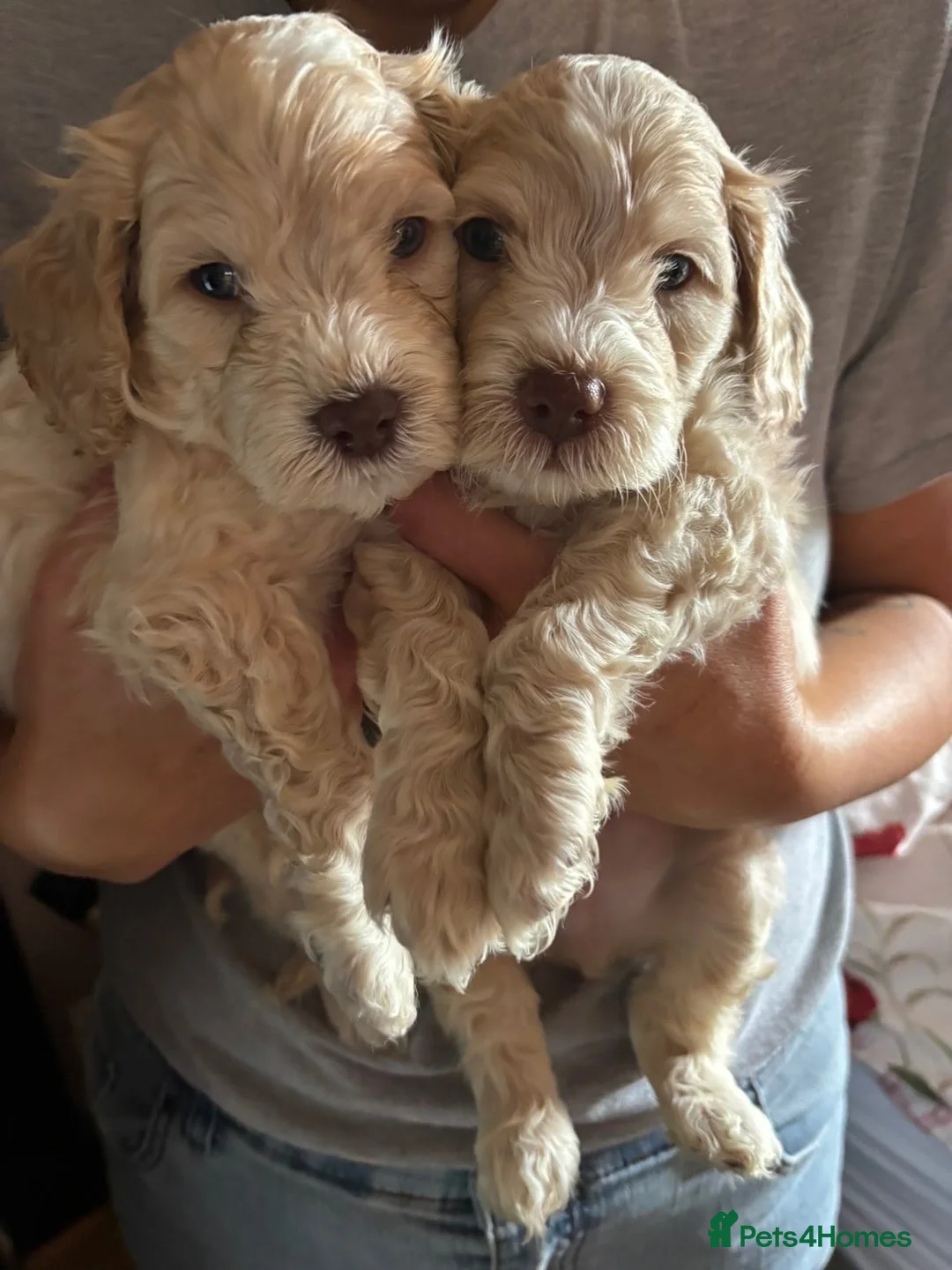 Cockapoo dogs for sale: 5 stunning Boys  - Advert 2