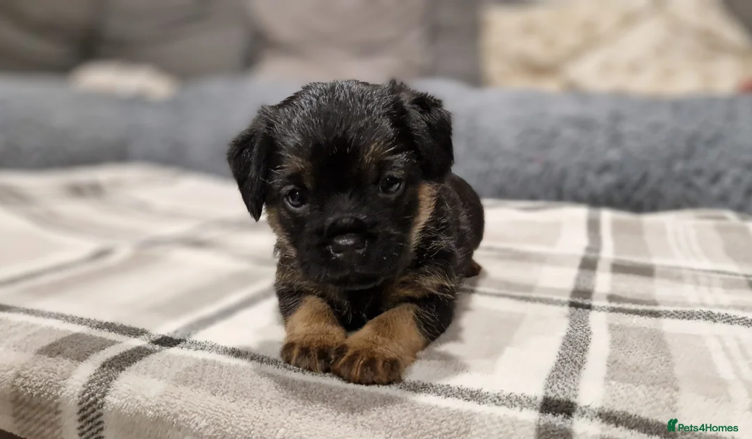 Border Terrier dogs for stud: K.c reg, Red Grizzle Border Terrier STUD ONLY in Uckfield - Advert 12