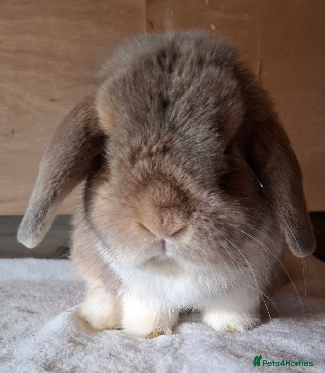 Mini Lop rabbits for sale: 2 x adult mini lop bucks - Image 10