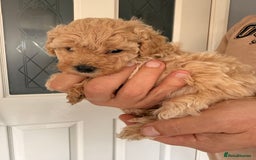 Poochon dogs for sale: Poochon Puppies  - Image 2