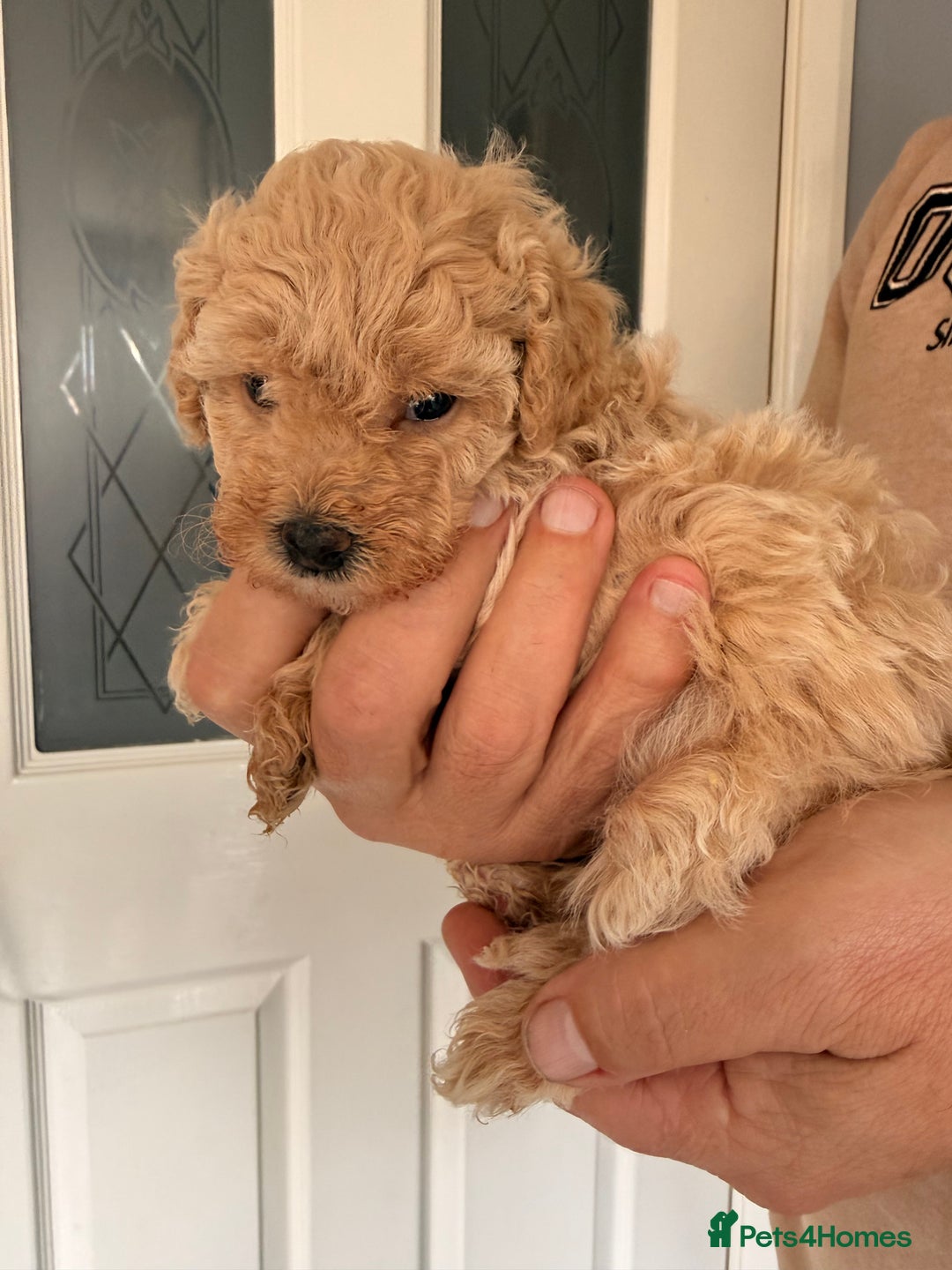 Poochon dogs for sale: Poochon Puppies  - Image 2