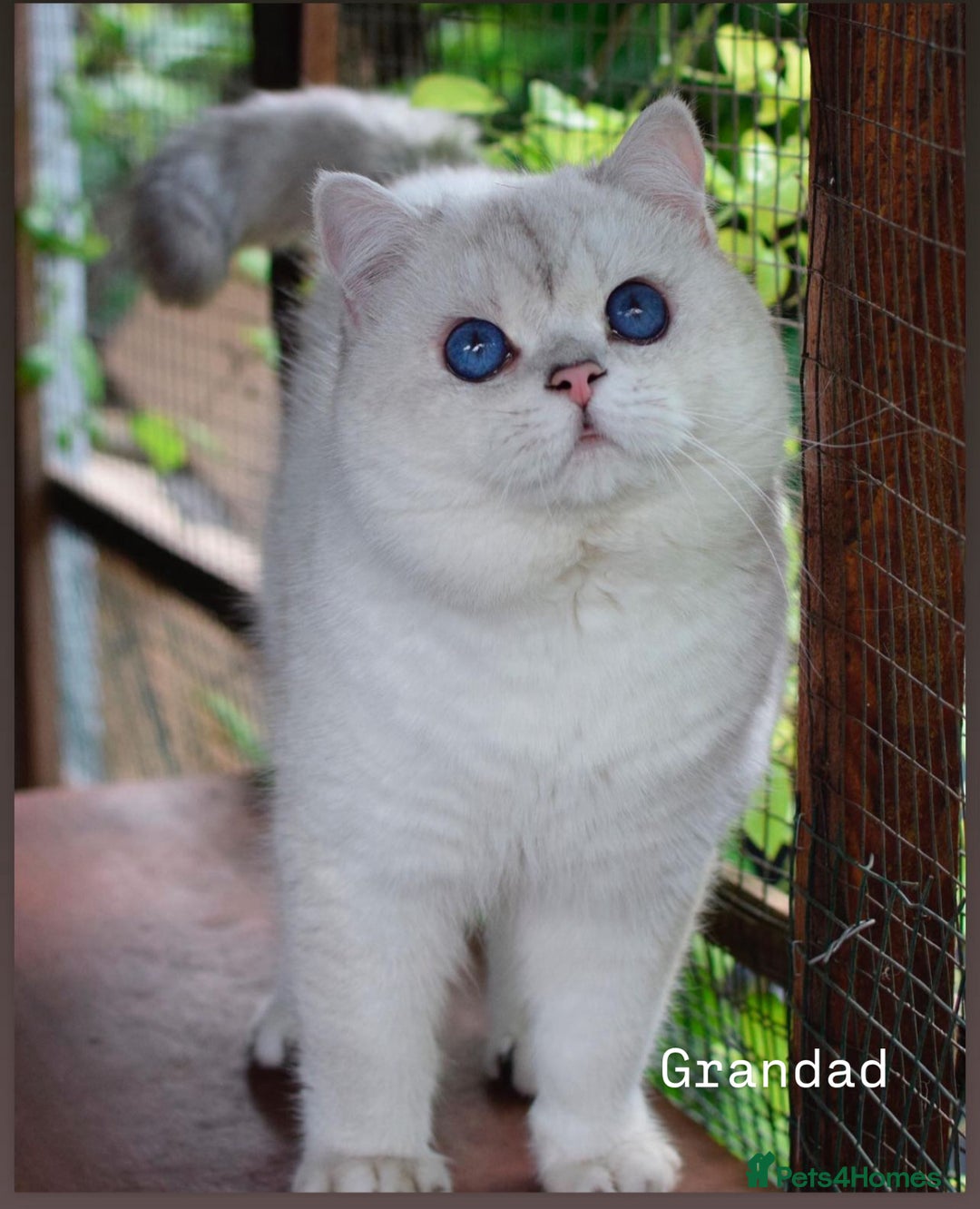 British Shorthair cats for sale: Silver pedigree kittens  - Image 6