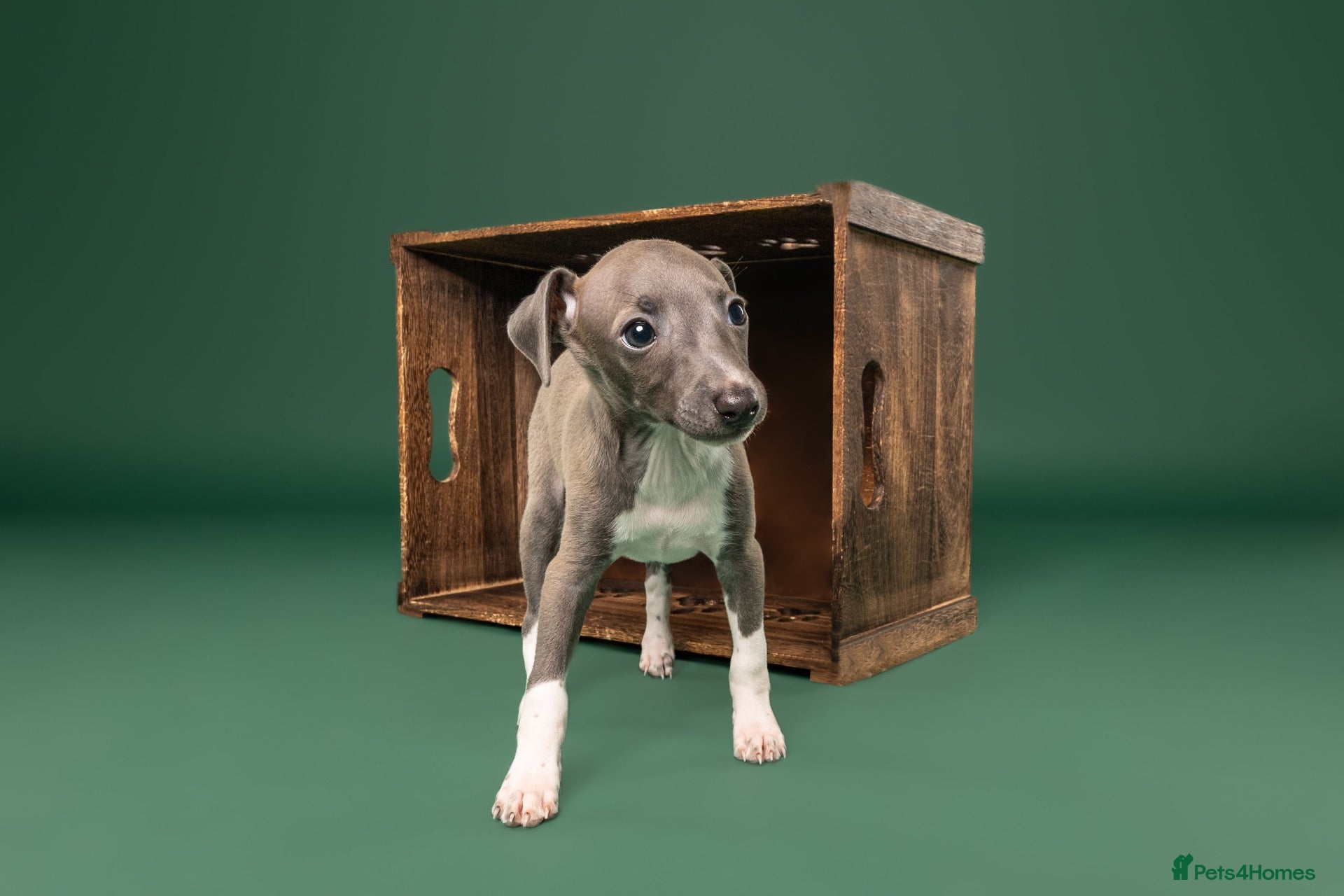 Italian Greyhound dogs Kc registered Italian greyhound pups  - Advert 2