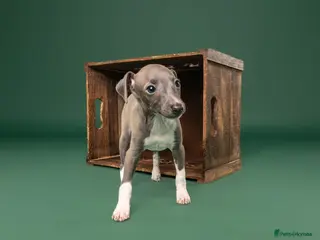 Italian Greyhound dogs Kc registered Italian greyhound pups - Advert 3