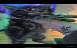 Mixed Breed cats for sale: Tabbie cross bengal - Image 3