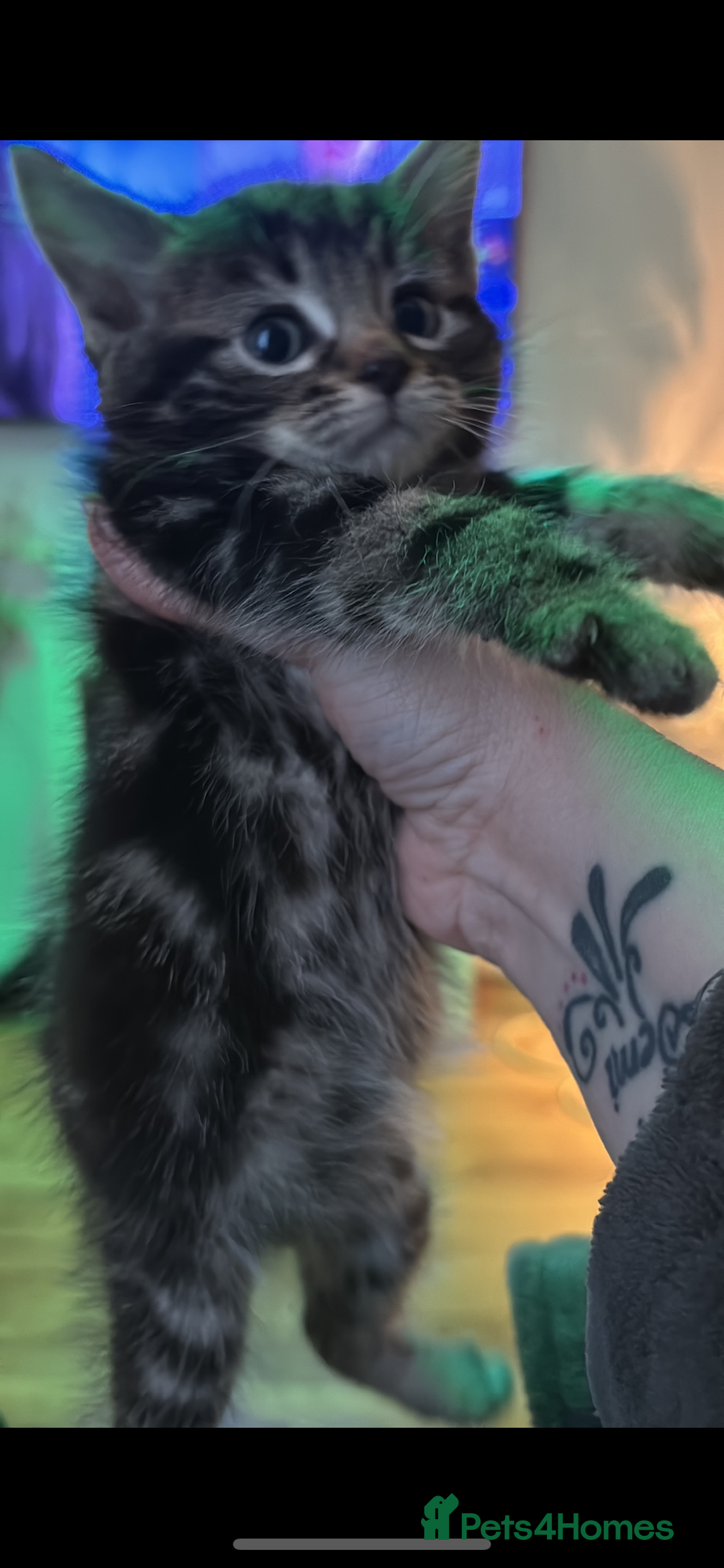 Mixed Breed cats for sale: Tabbie cross bengal - Image 3