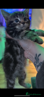 Mixed Breed cats Tabbie cross bengal - Advert 1