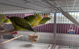 Parrots birds for sale: PARROTLET  - Image 5