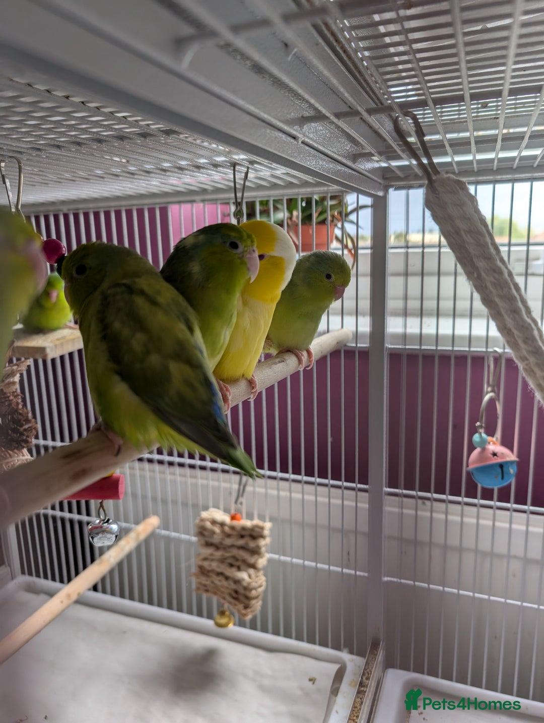 Parrots birds for sale: PARROTLET  - Image 5