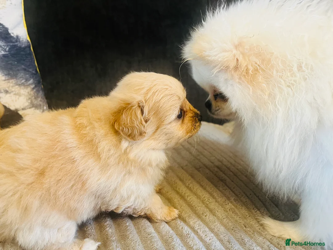 Pomapoo dogs for sale: Stunning pomapoo puppys  - Advert 4