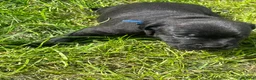 Staffordshire Bull Terrier dogs for sale: 2 fully DNA tested KC staff puppies  in Milton Keynes - Advert 5