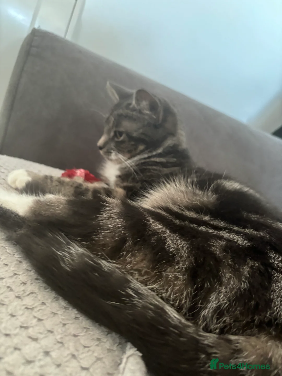 British Shorthair cats for sale: Monkey - Advert 2