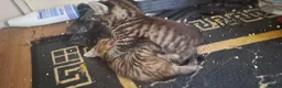 Mixed Breed cats for sale: Adorable kittens  - Advert 4