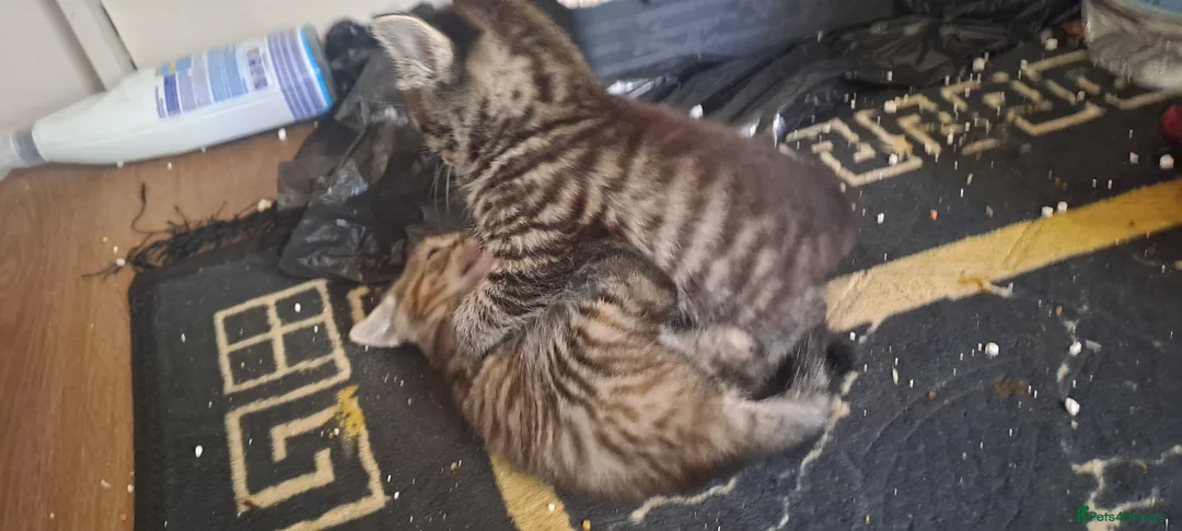 Mixed Breed cats for sale: Adorable kittens  - Advert 4